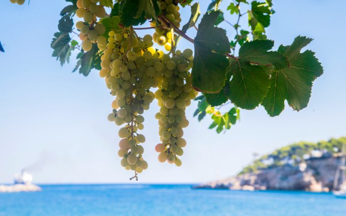 L’eredità dorata di Ferreri Caterina: la Produzione di Passito a Pantelleria