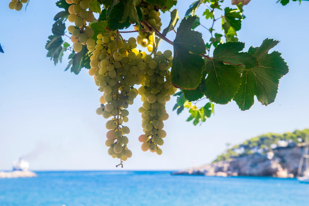 L’eredità dorata di Ferreri Caterina: la Produzione di Passito a Pantelleria